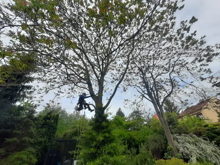 Praca na linach w koronie drzewa